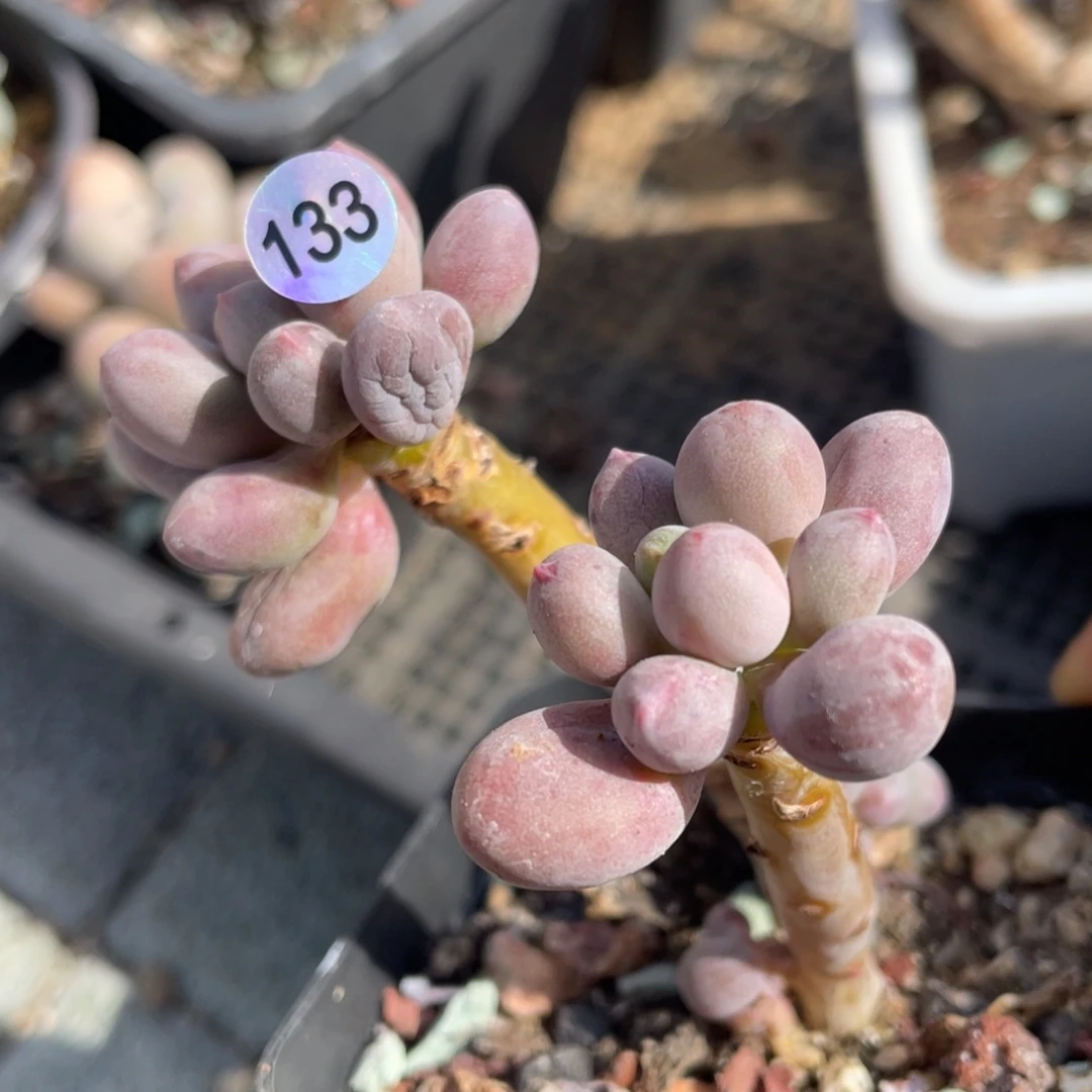 仙子奶酪多肉植物