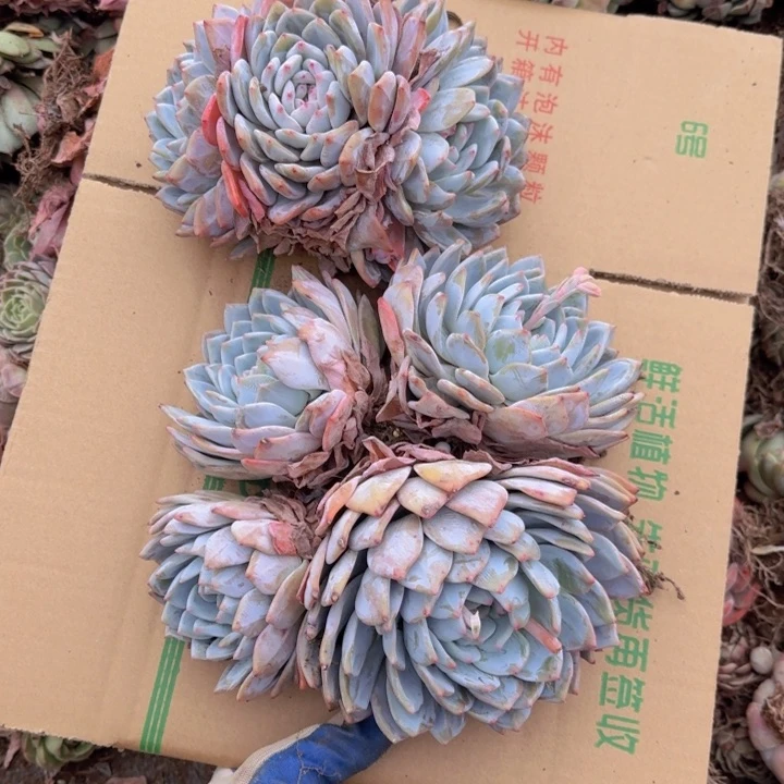 要不明天下午再过来看看呗啊