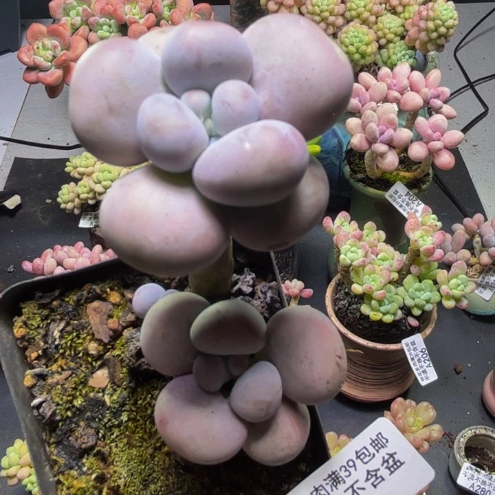 芭比奶酪284/5cm多肉
