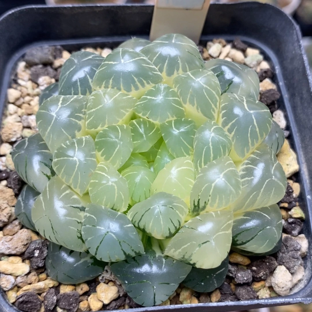 178糊斑湖水玉露锦一物一拍