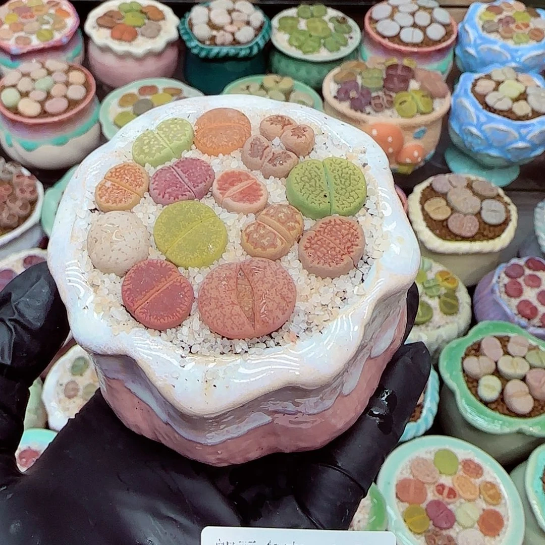 生石花满18包邮0105-10