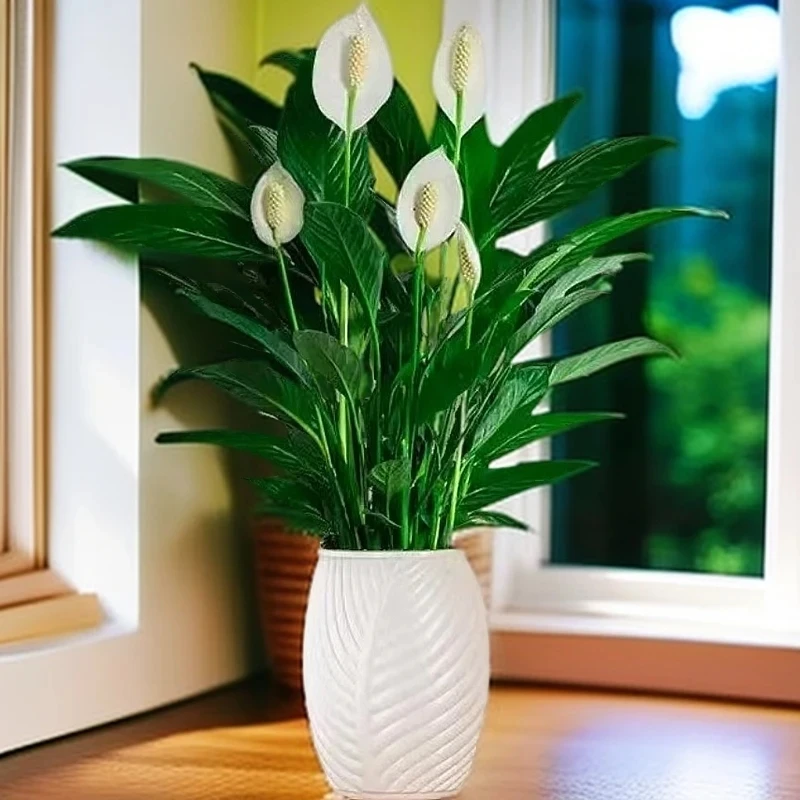 【一帆风顺】白掌美酒树叶盆花卉盆栽绿植土培室内美化环境