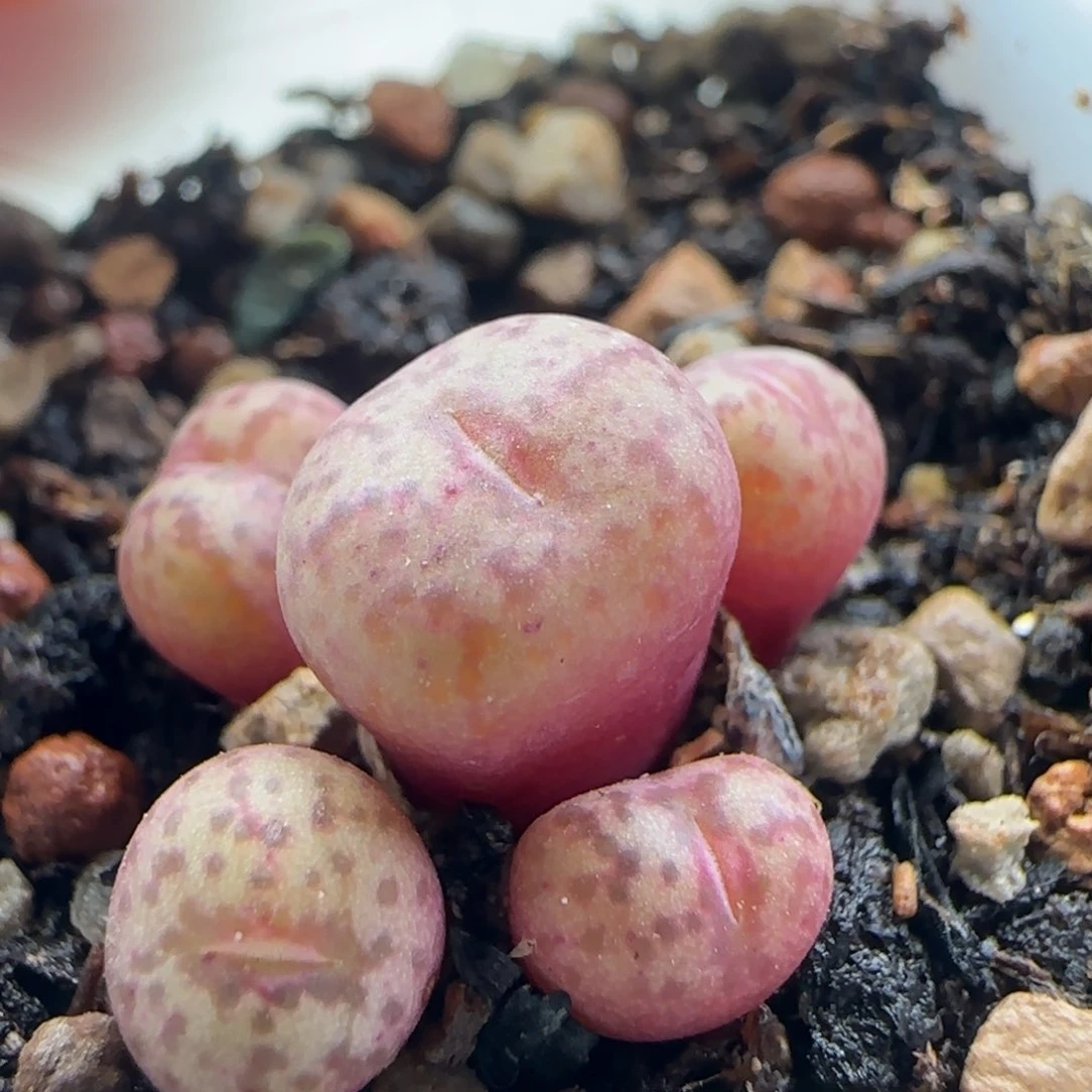 2.9.44/蜜橘杂/多肉