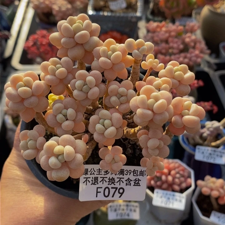 花朵鱼子酱9cm079多肉植物