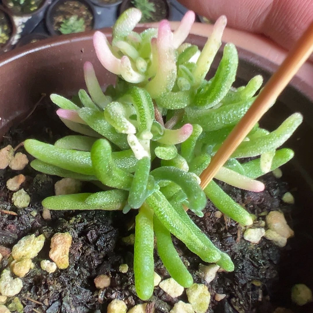 彩虹卷锦90杯小桩精品