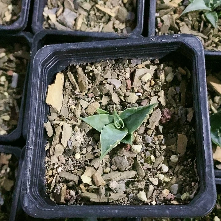 【闪购商品】无花朵泡***高龙舌兰Eb妖炎