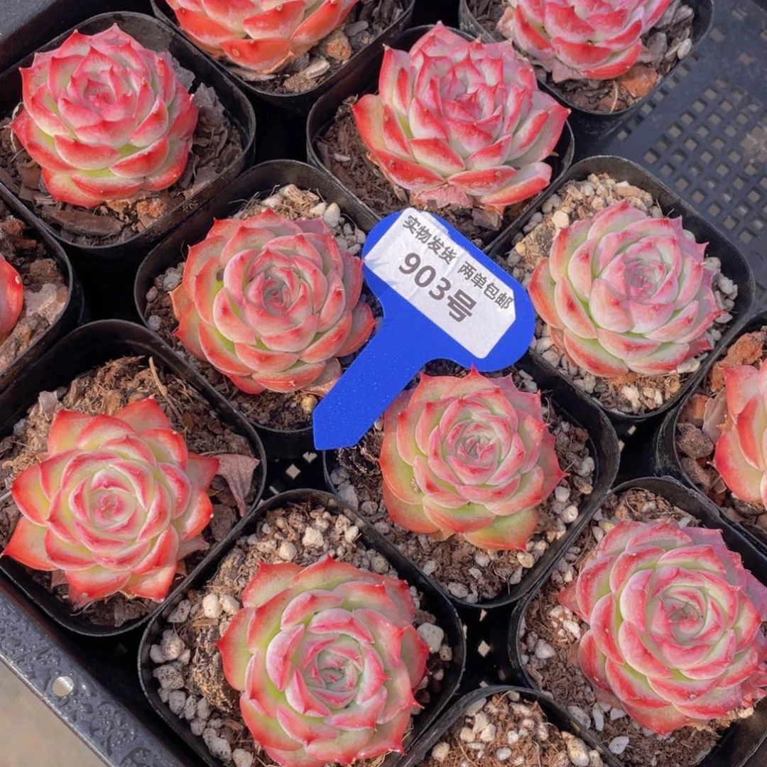 903号花朵脸粉侧影单头一个