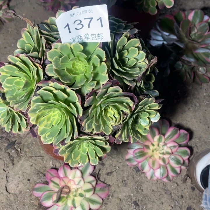 朝霞的人多肉的人1371