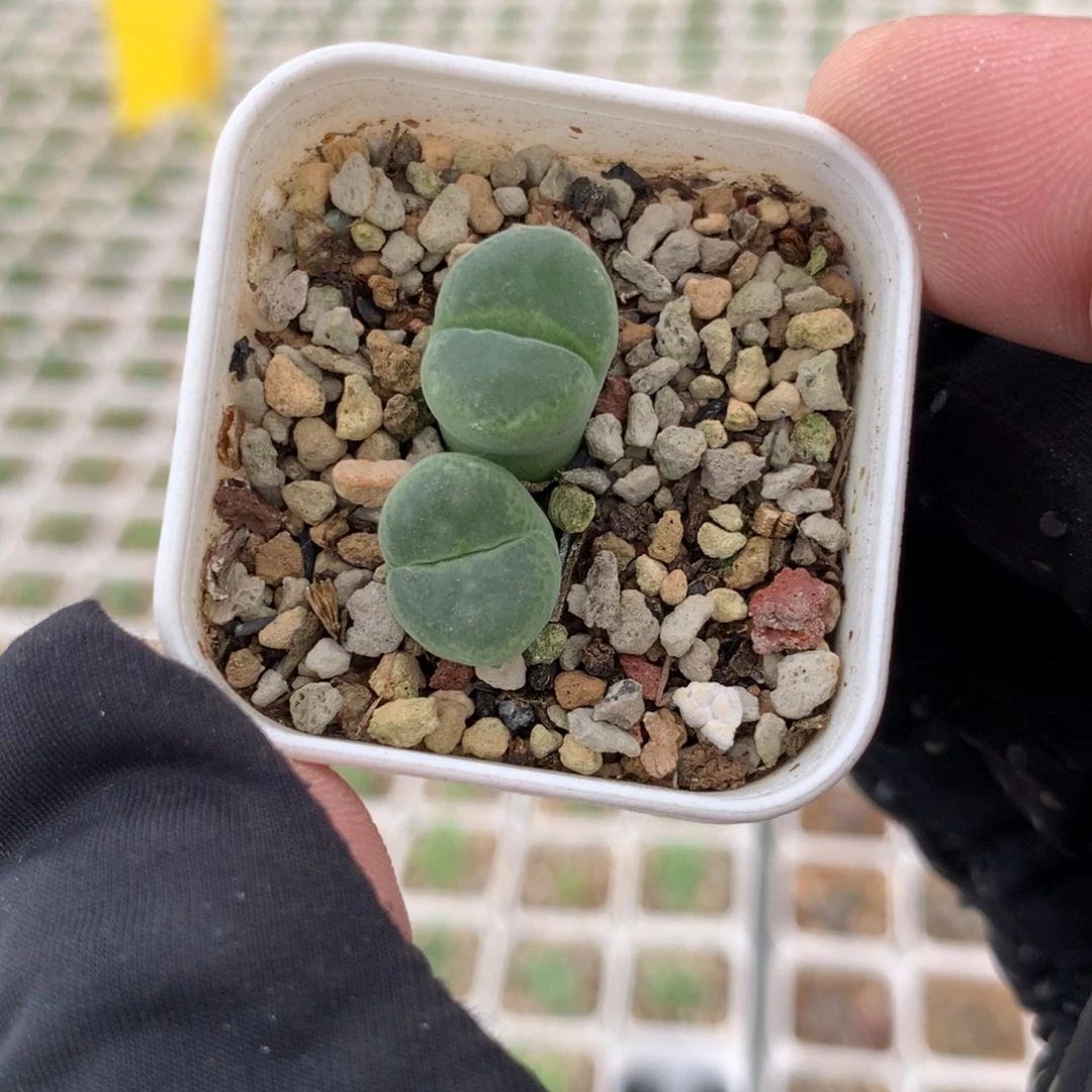 a716胖虎风铃母本