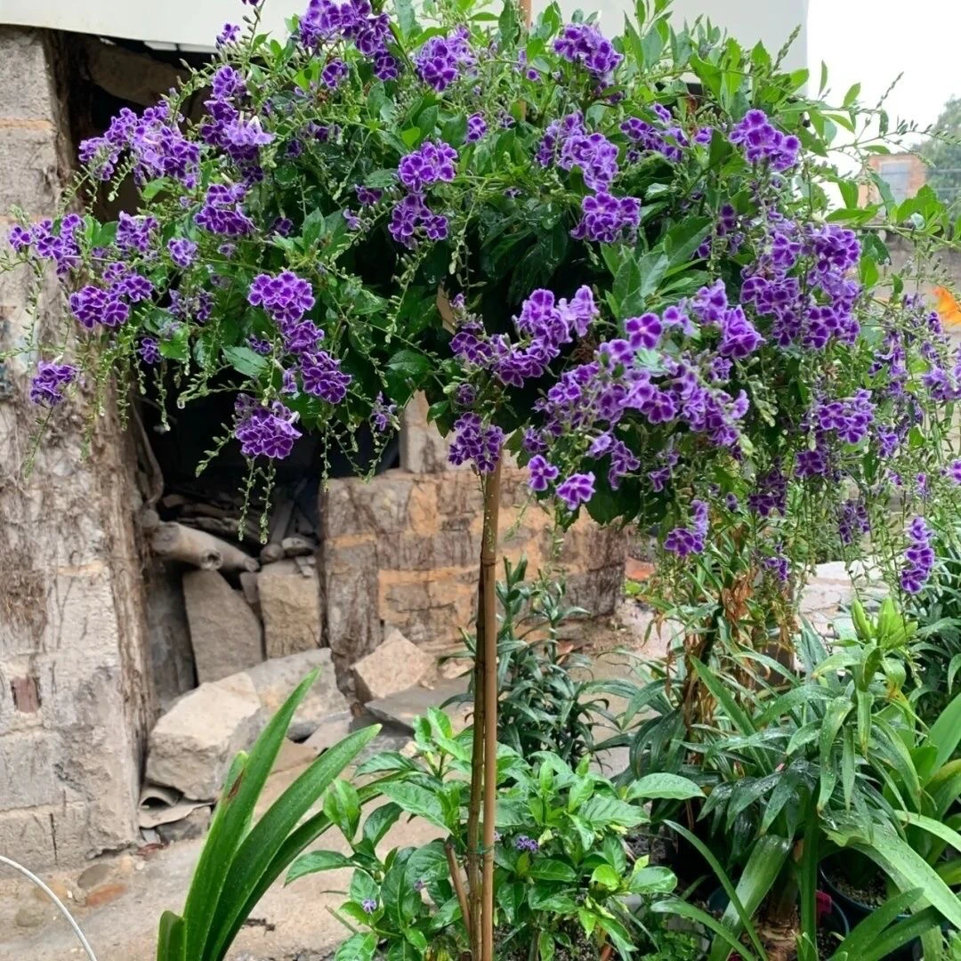 独杆棒棒糖蕾丝金露紫金露花金露丝盆栽白金露花花苗绿植盆栽花卉