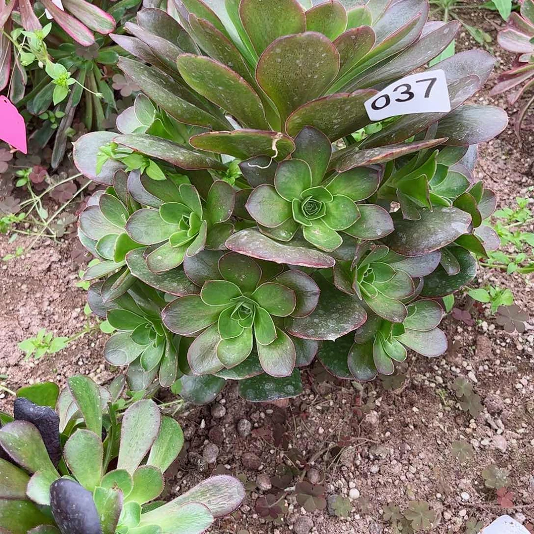 多肉植物魅金037多肉