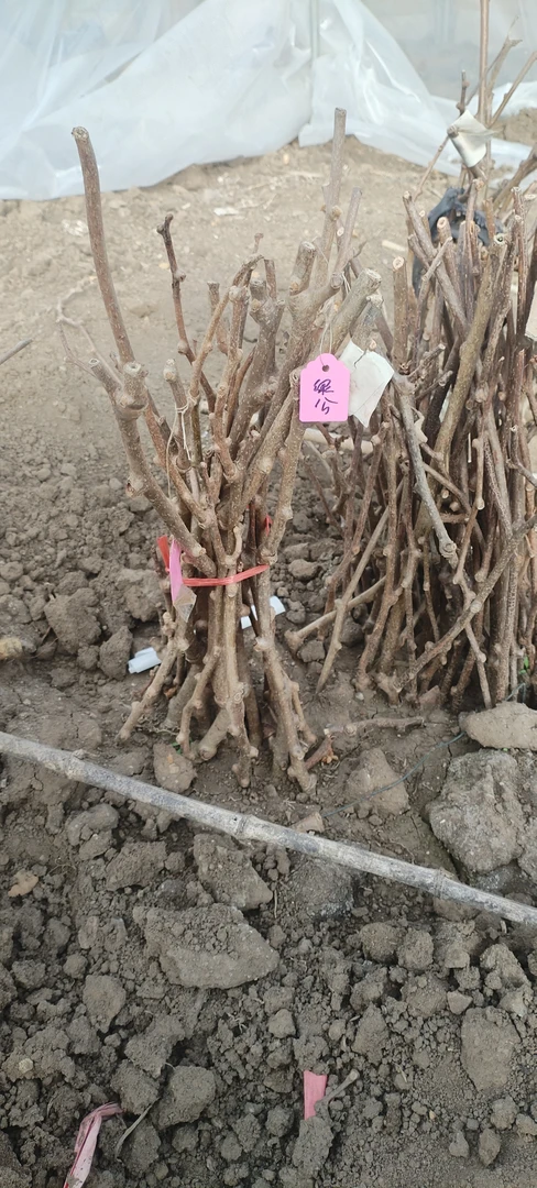 绿植盆栽地栽翠玉+公树（共两棵）