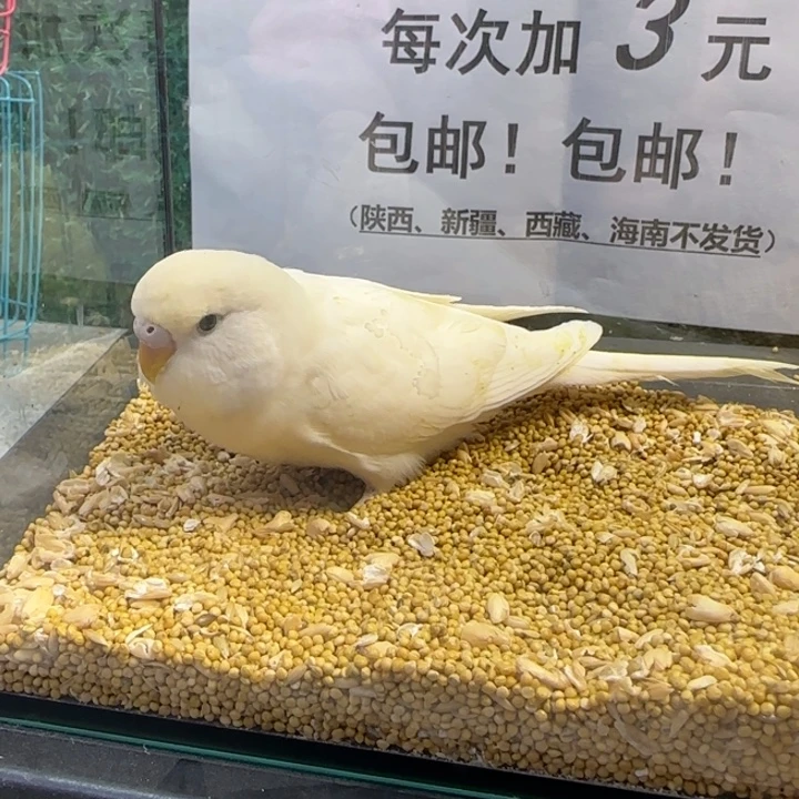 虎皮鹦鹉大头虎皮鹦鹉