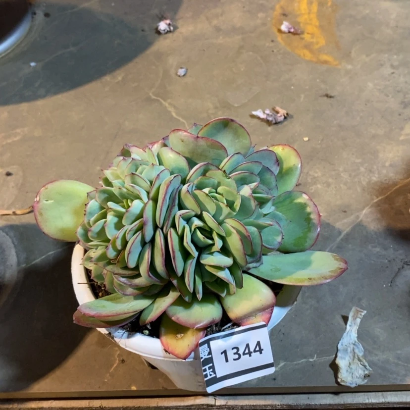 【闪购商品】凤****进牡丹亭朵朵1344