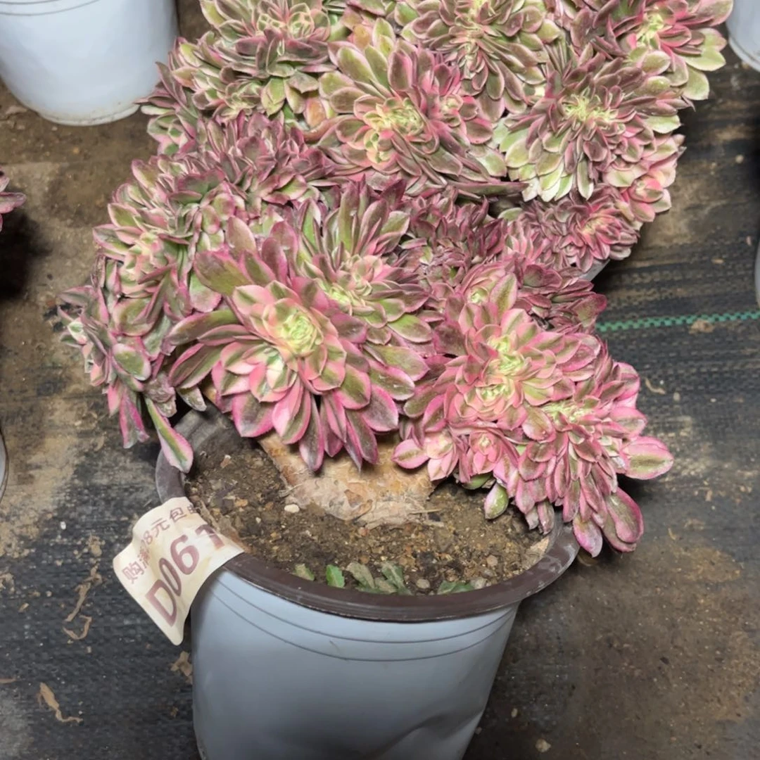 061多肉植物倾城缀化