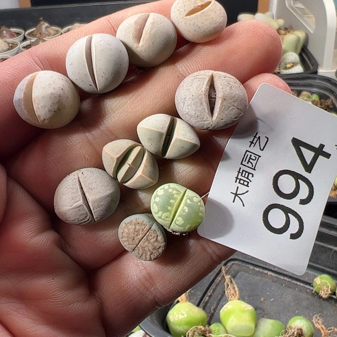 一物一拍。      994