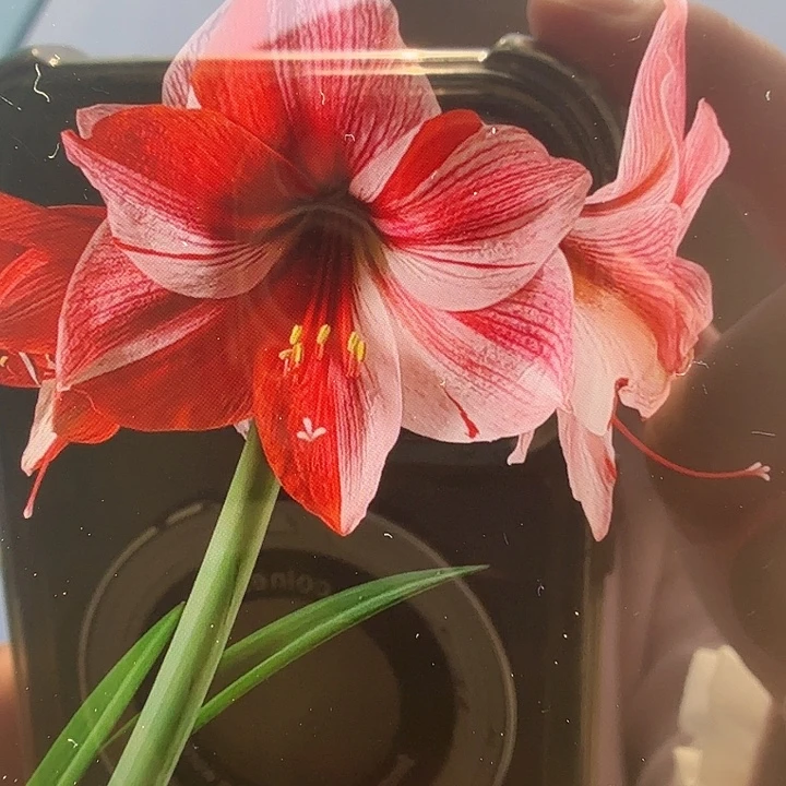 花瓶直径6+复壮球3个球