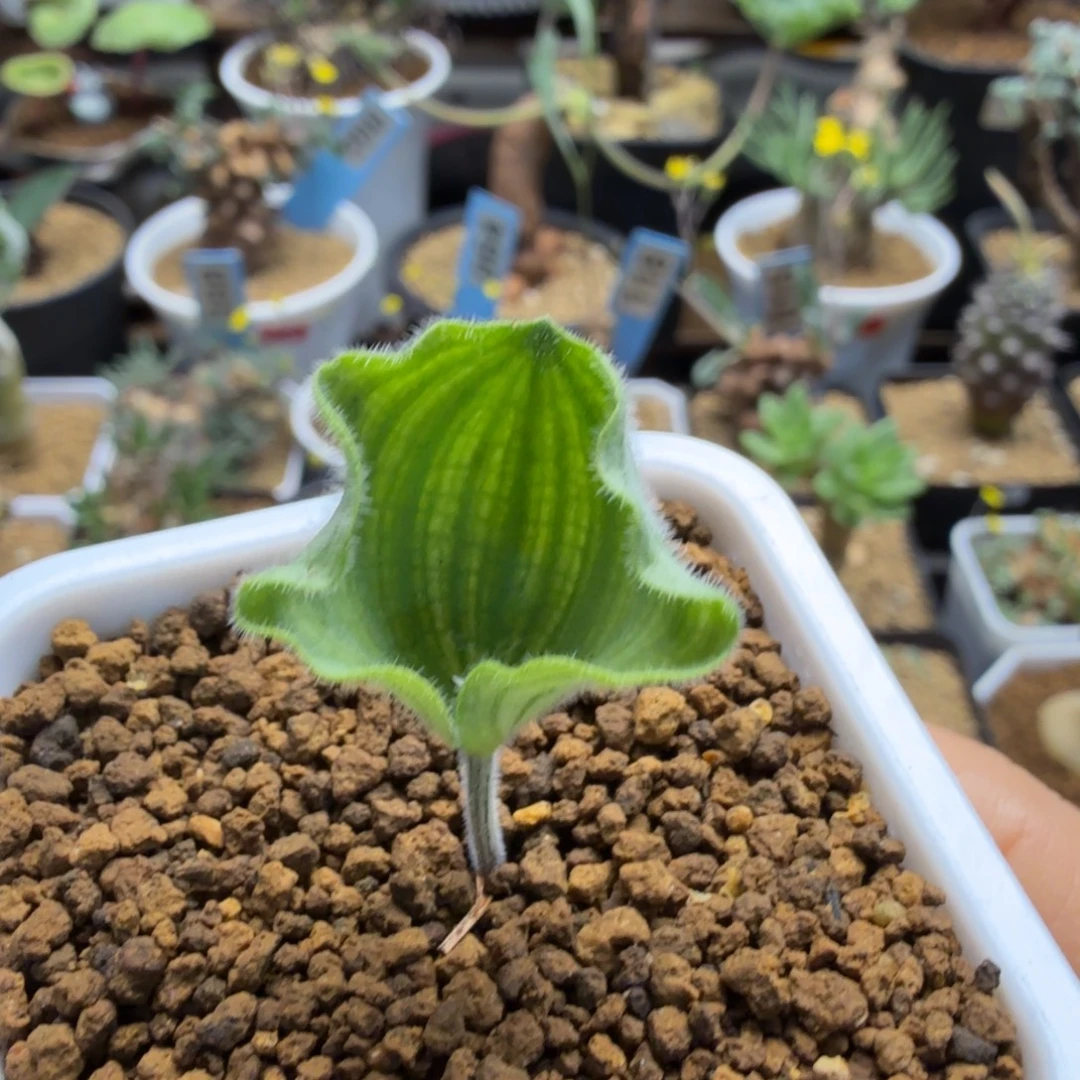 波动雾冰玉206仙人球