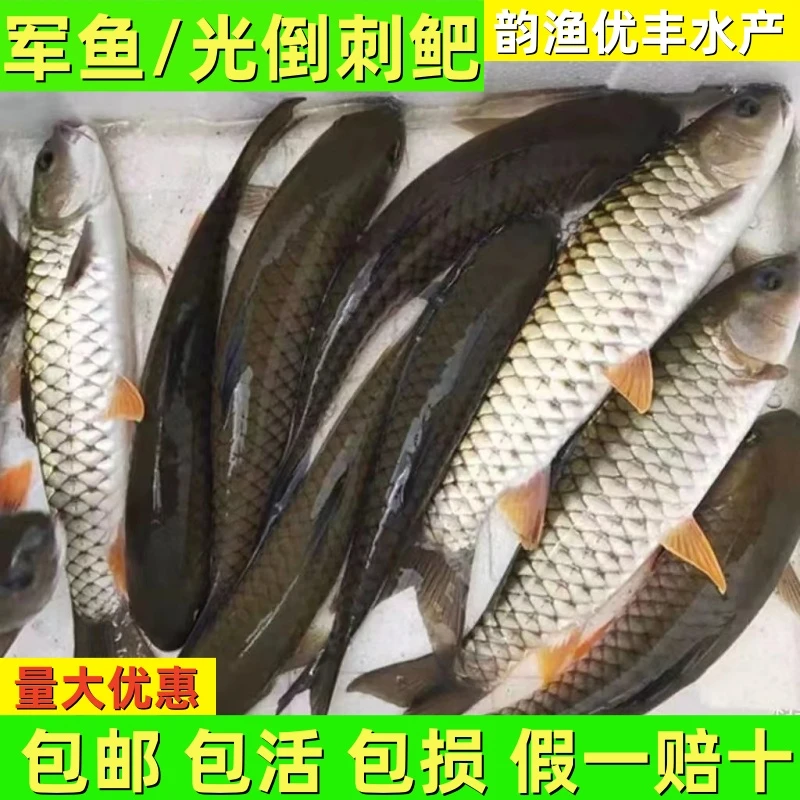 小军鱼光倒刺鲃黄娟鱼青竹鲩可食用每条4-10厘米5-10g批发代发