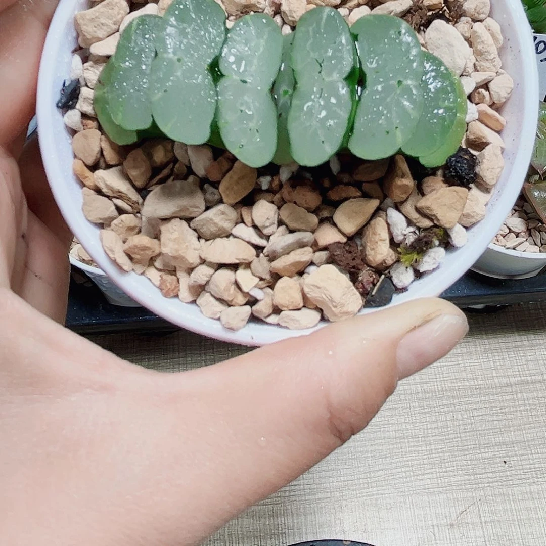 旷月玉扇多肉植物666