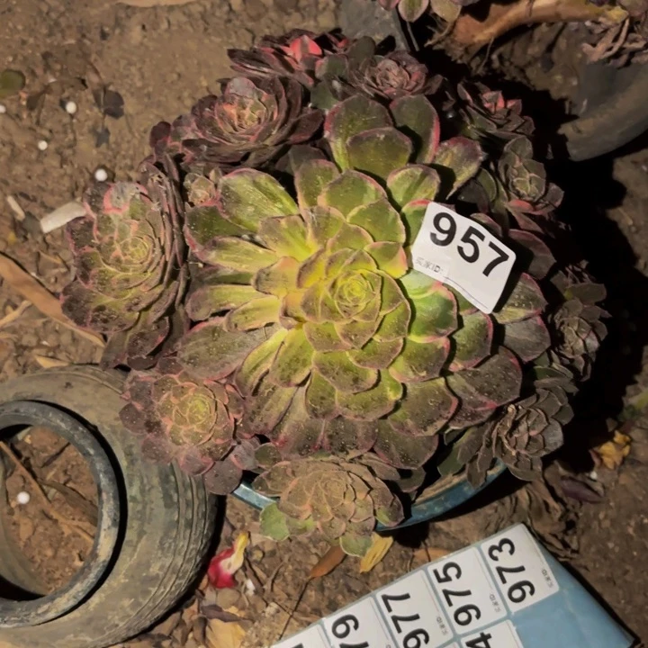 957唐三彩多肉植物