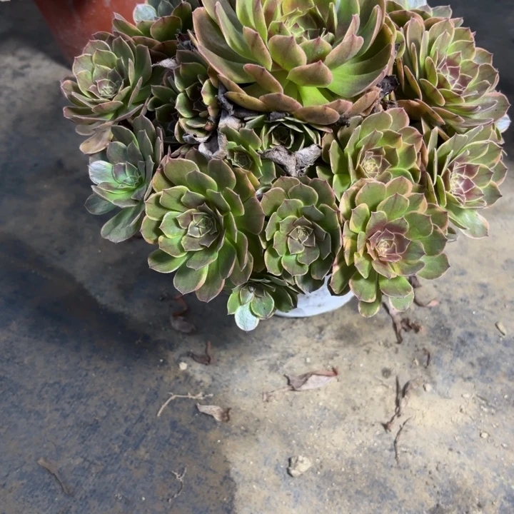 瑞妈多肉园艺593半夏