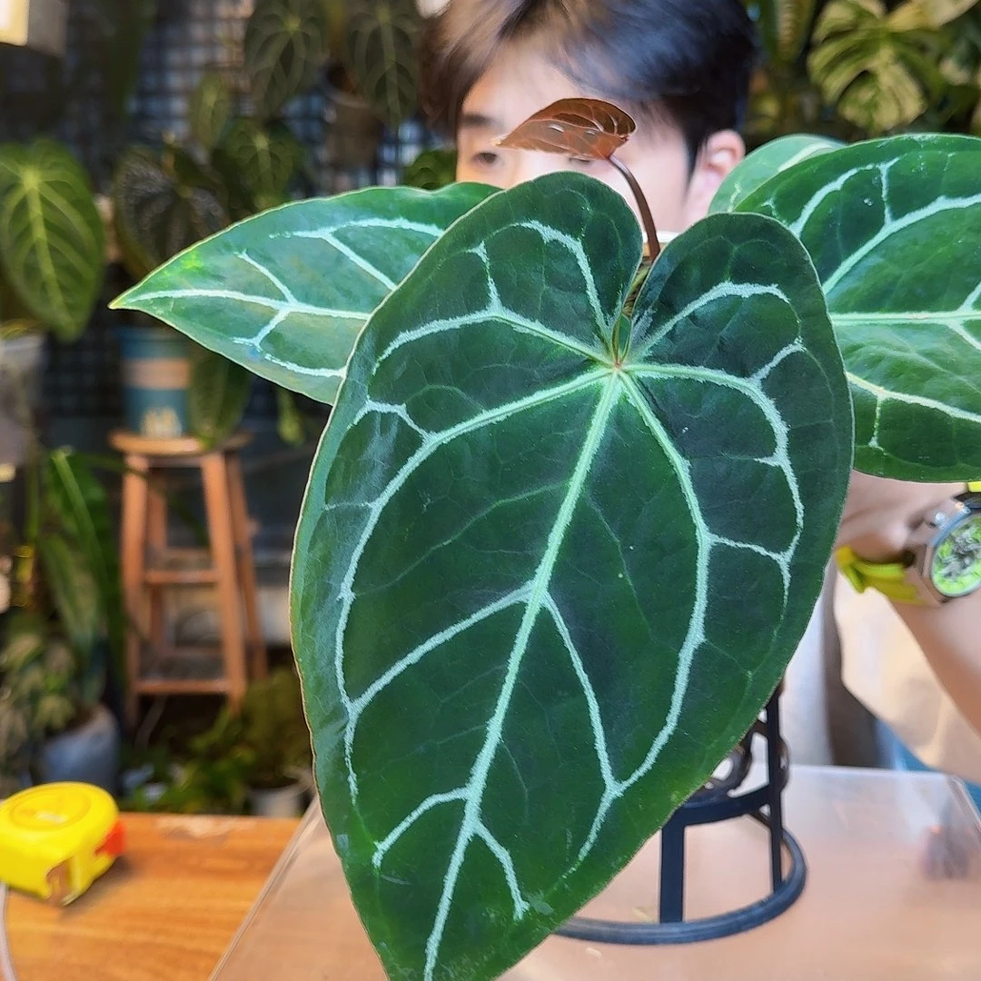 甜***糖完全开放一物一拍P137