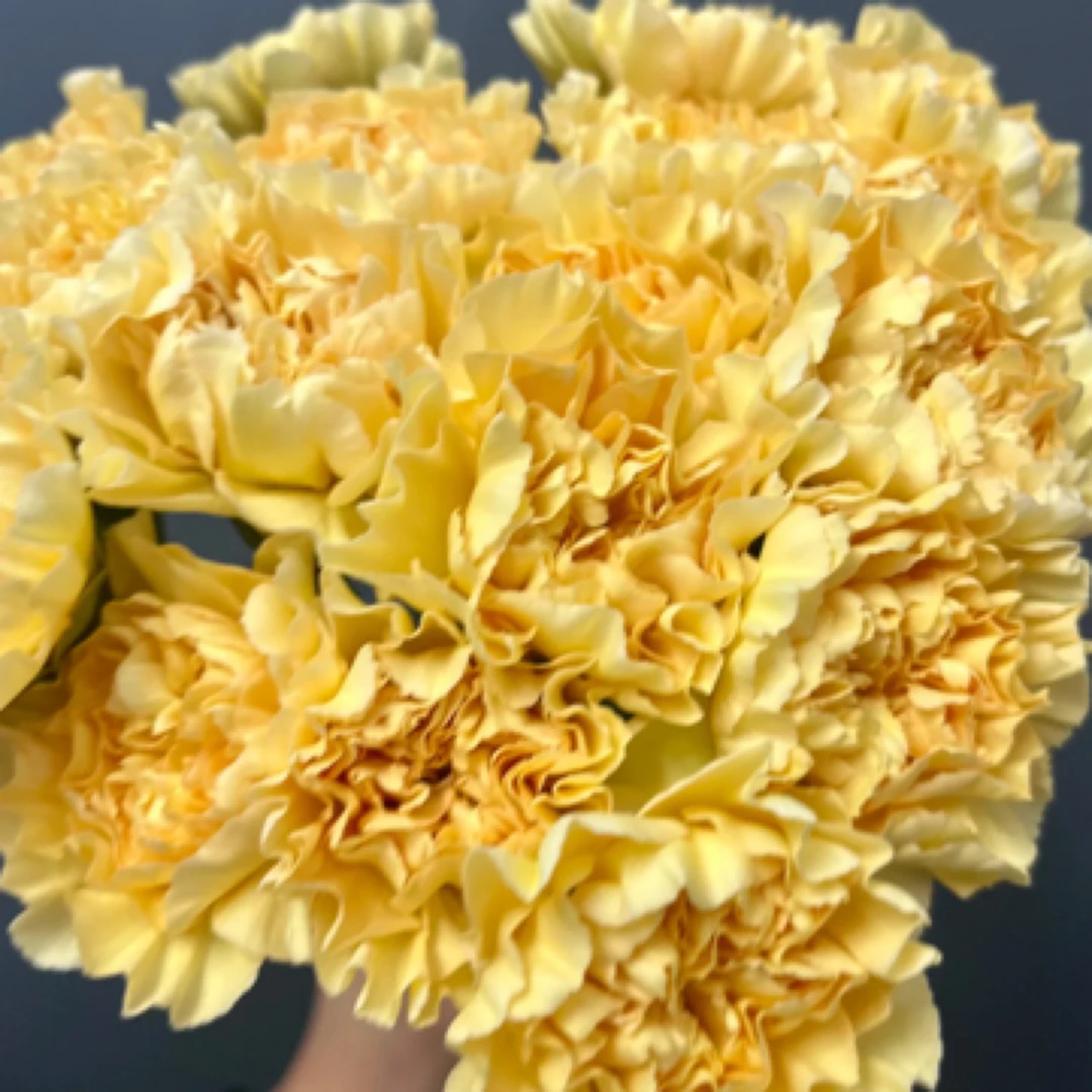 云南鲜花直发【香槟单头康乃馨】暖色耐看型