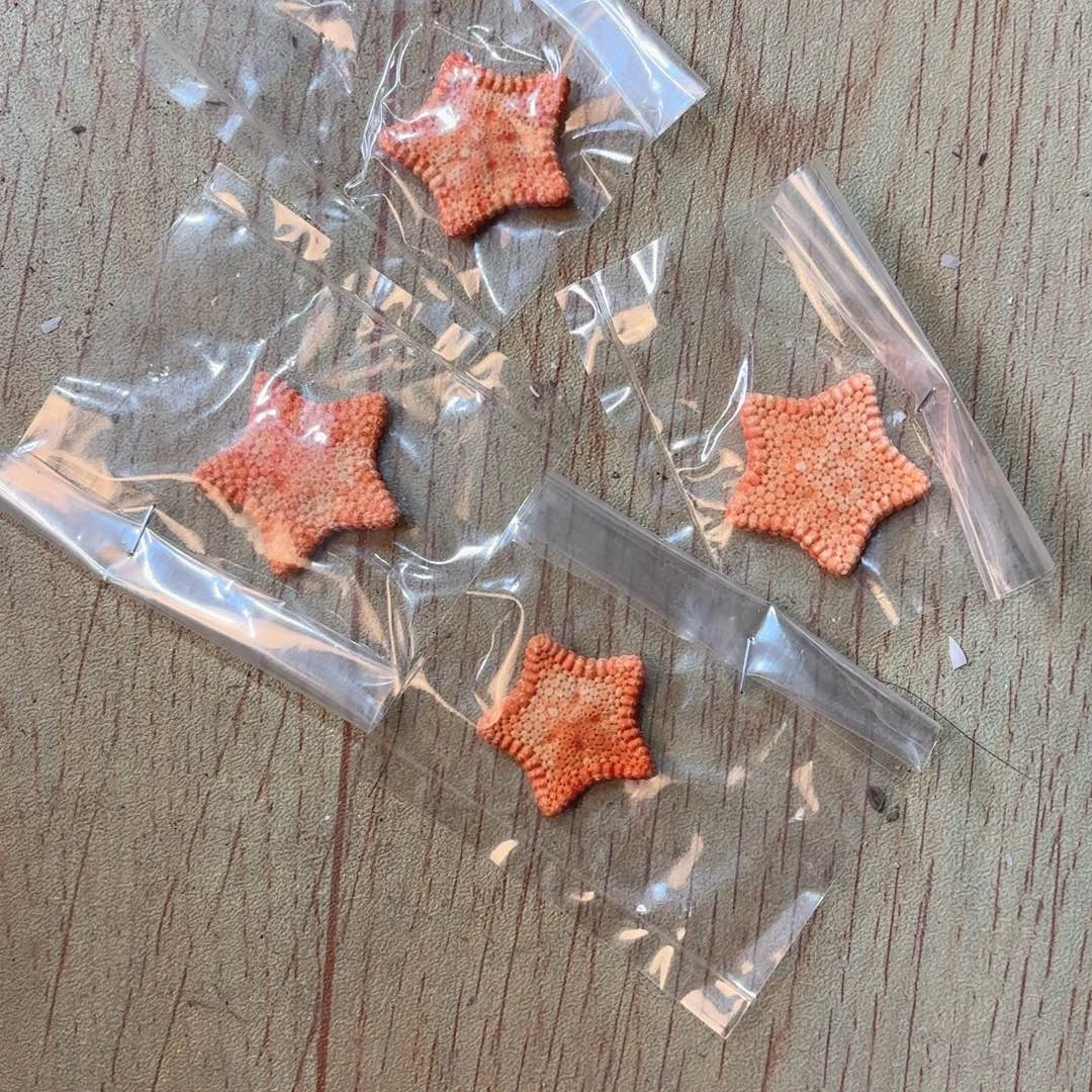 秝***天然海螺标本福利