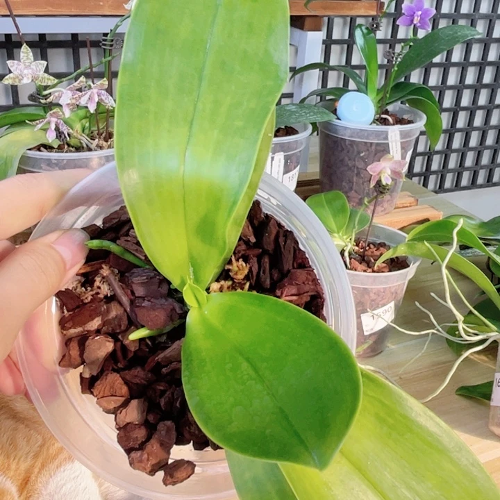 完全开放盲盒老路德-1506