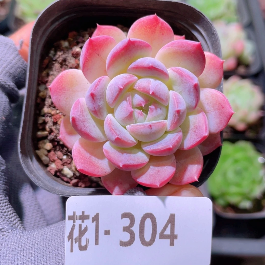 花利美 1-304糖心新品