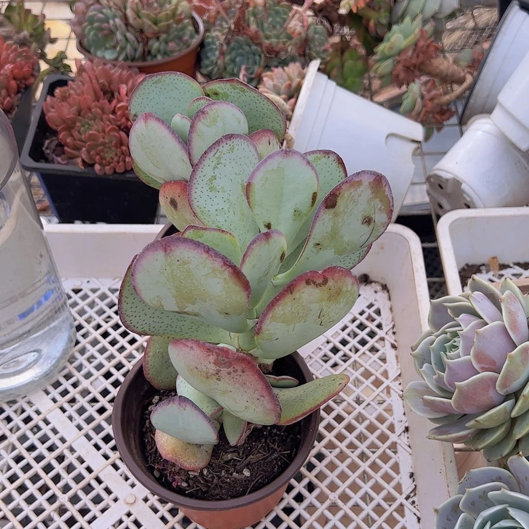 原始白眉两盆老桩