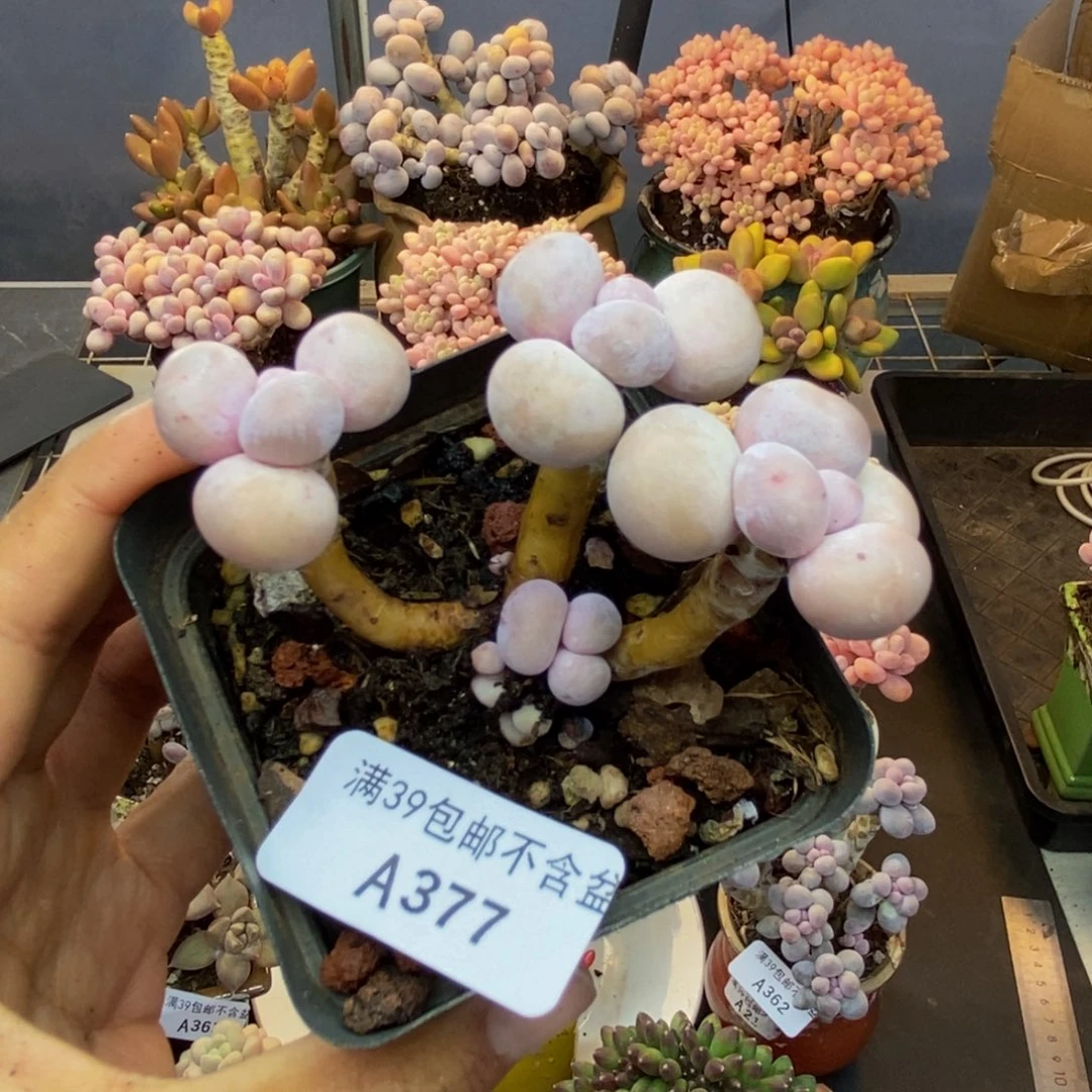 377橙奶多肉肉6c m