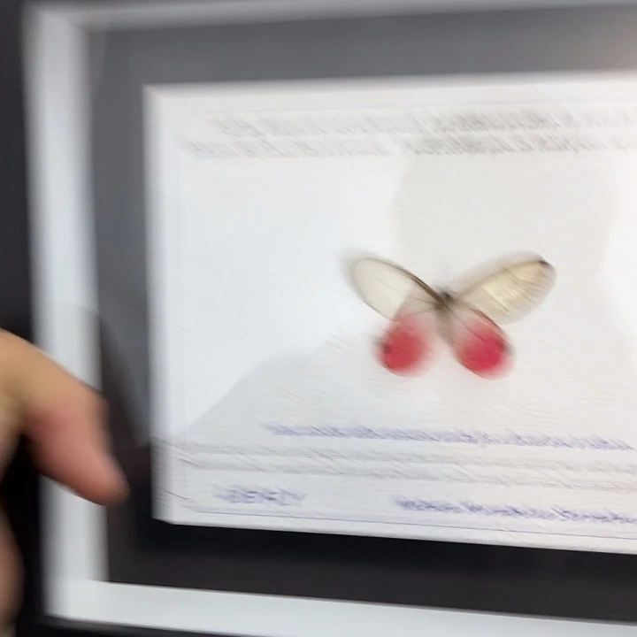 都***º蝴蝶标本定制353@