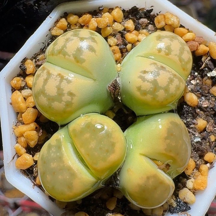 生石花12211222。   260