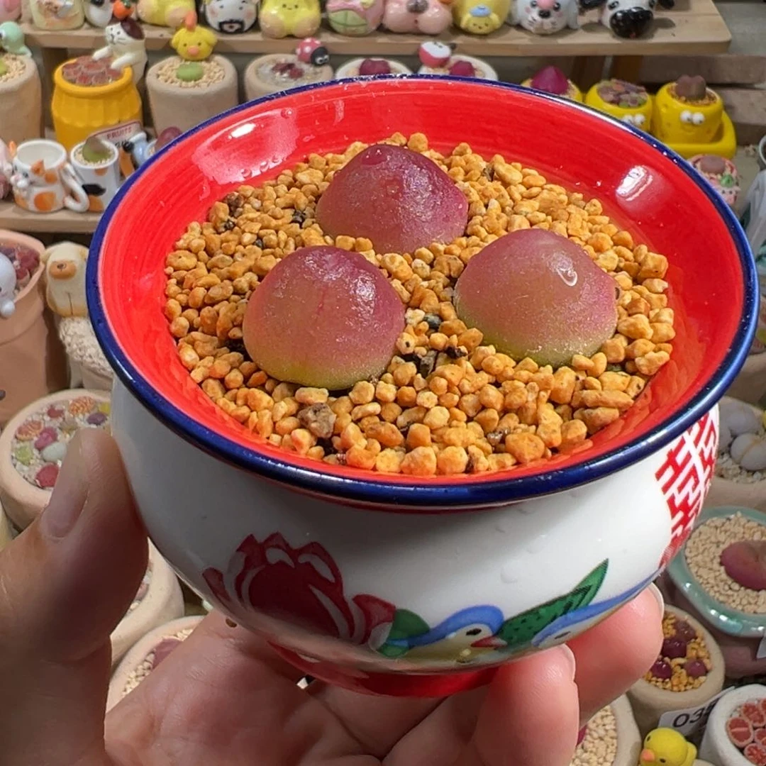 多肉植物43号灯泡