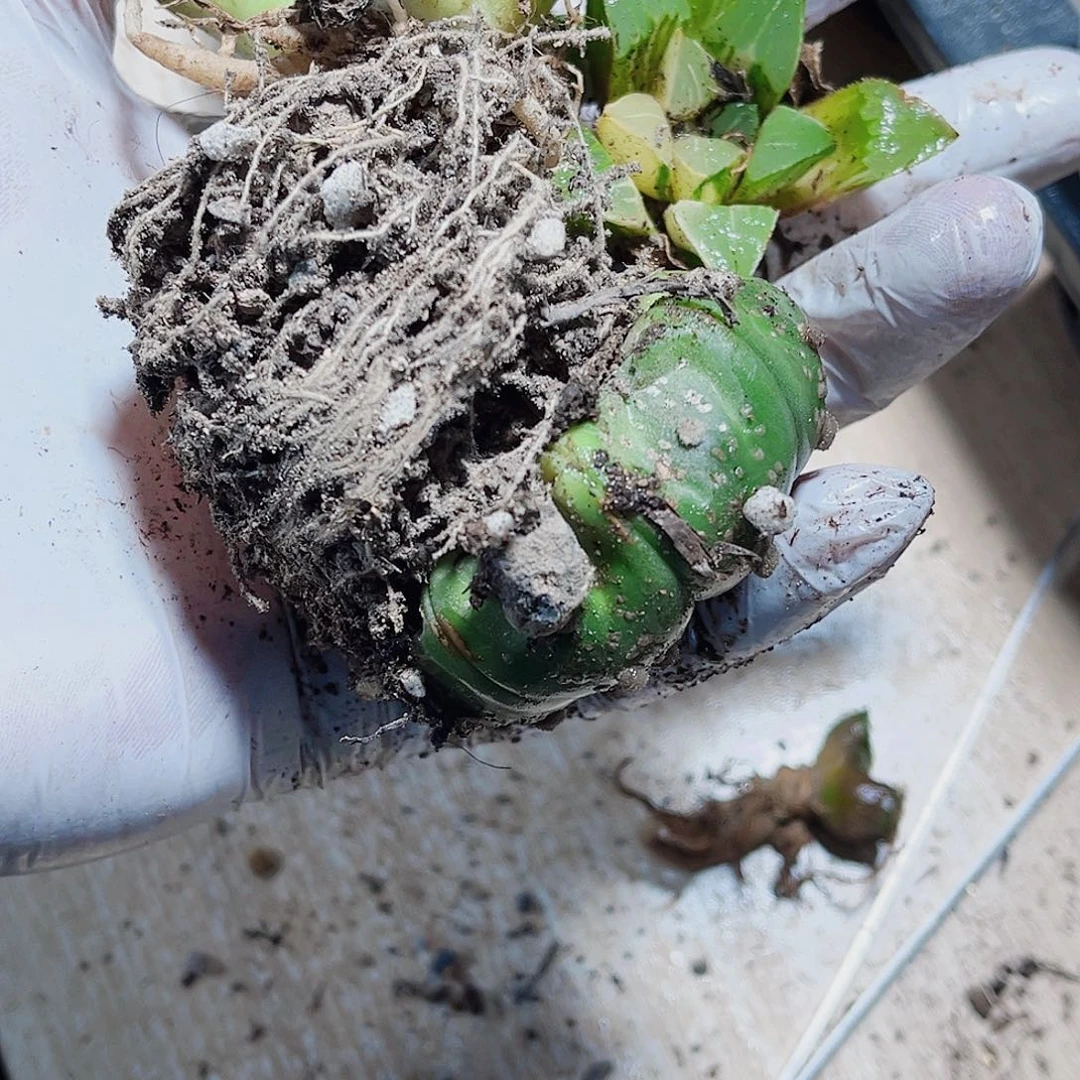 特价处理不包售后