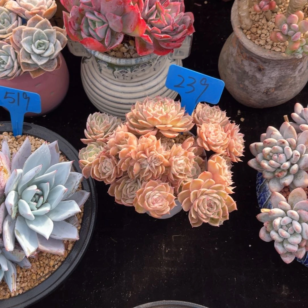 丽*梦239昂斯诺多肉