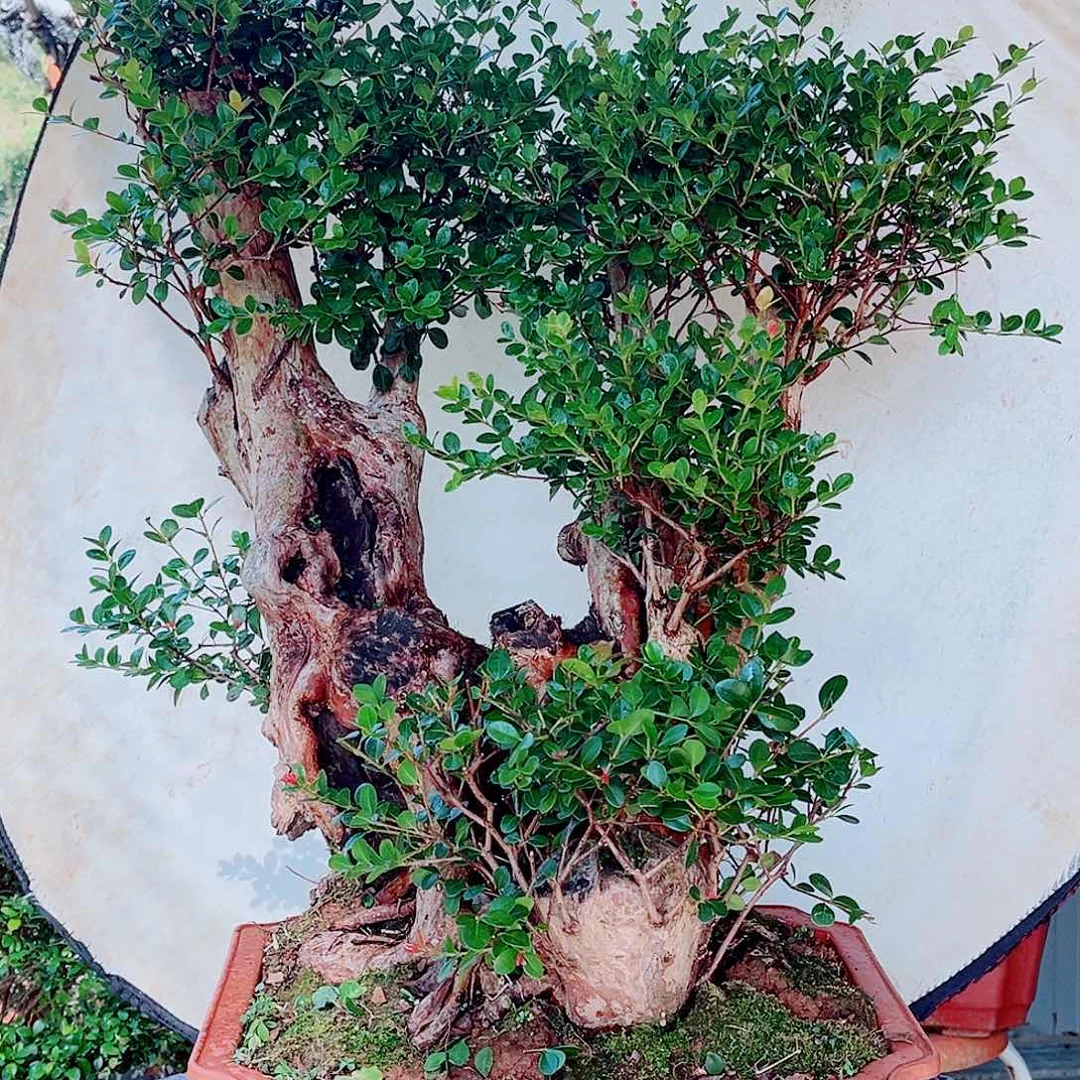 赤楠赤楠赤楠赤楠赤楠