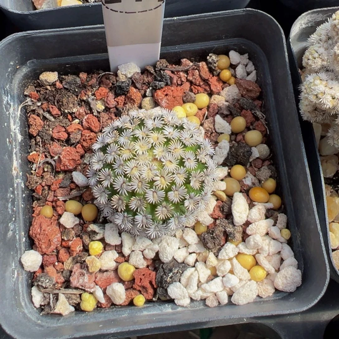 144实生根克氏丸群生多肉植物