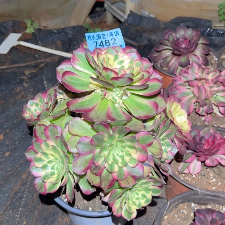 海王7482多肉植物