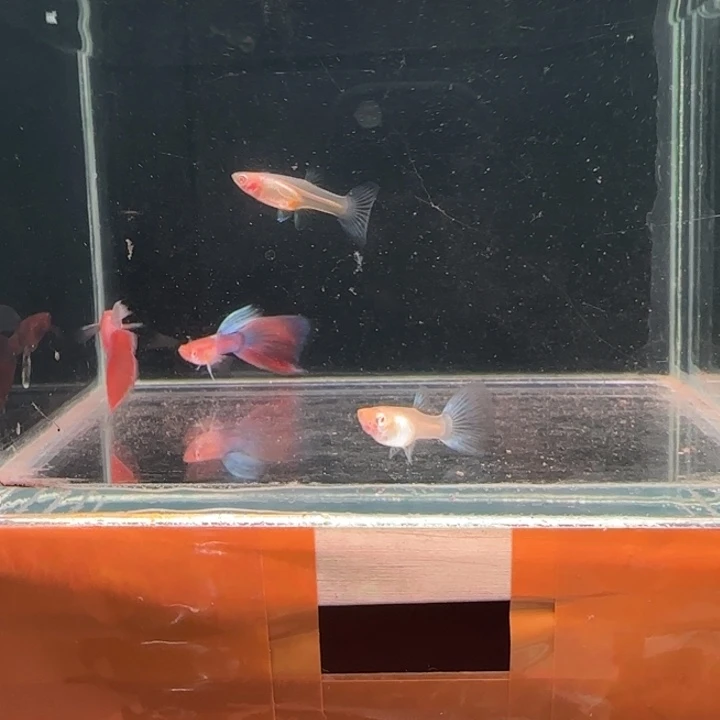 孔雀鱼1火烧云两对