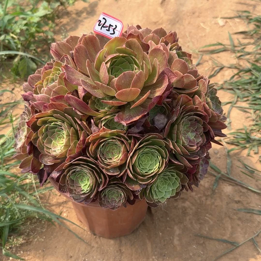 27-53万圣节地理多肉