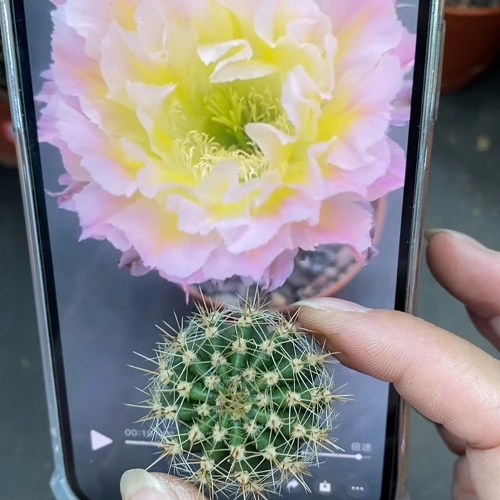 香香妩媚侧芽3公分左右
