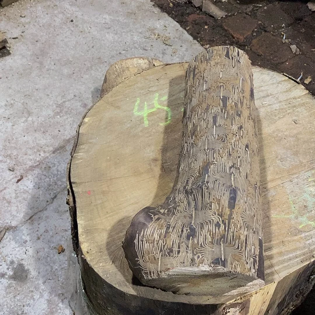 七***➽小叶桢楠金丝楠木