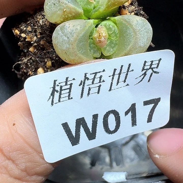 017盒多肉植物哇f f