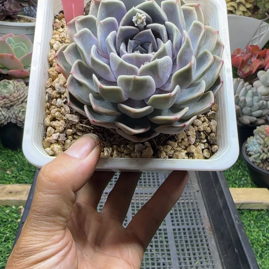 锦安精品多肉植物274
