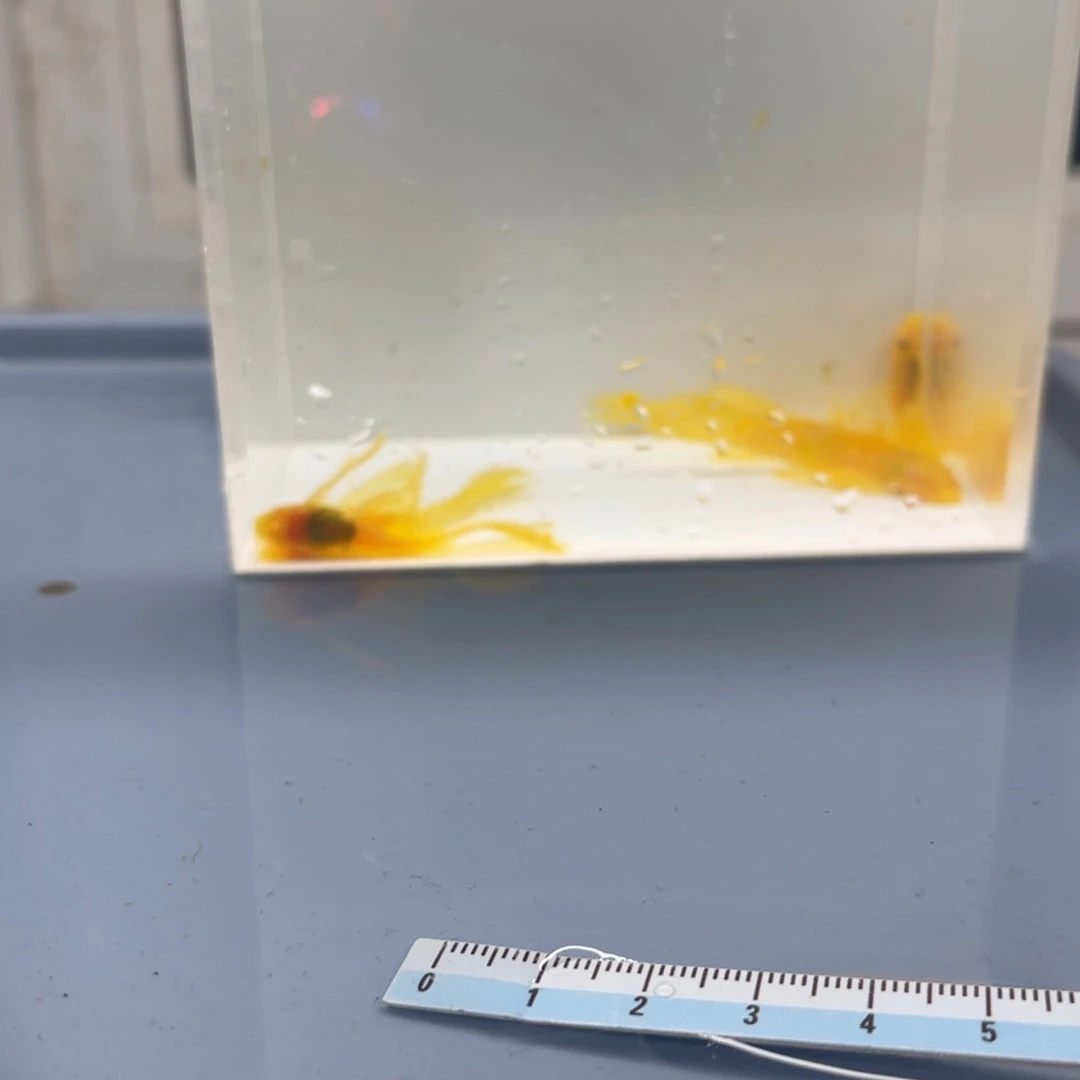 清道夫鱼大帆5条开箱视频报损