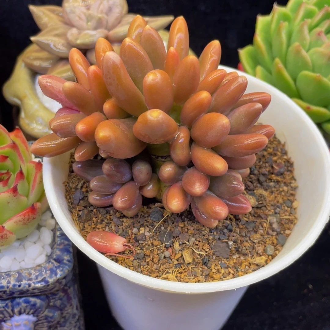 多肉植物盆栽多肉