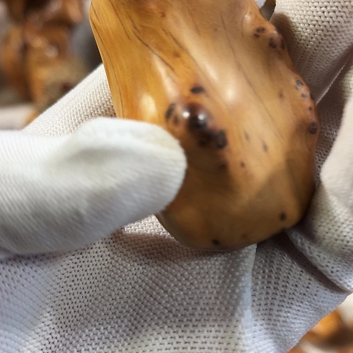 柏木太行崖柏瘤花手把